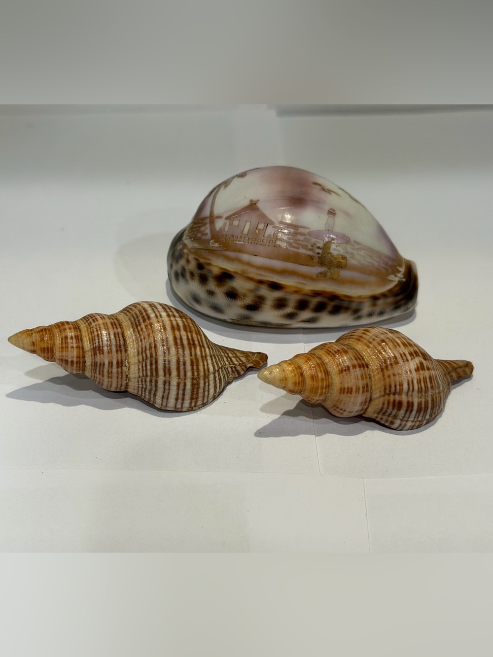 Sea Shells Set Of 3